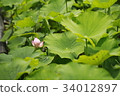 Lotus flower  34012897