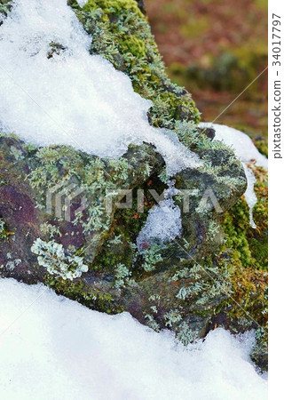 Background material for melting snow ・Snow that melts on mossy rocks ・Vertical position 34017797