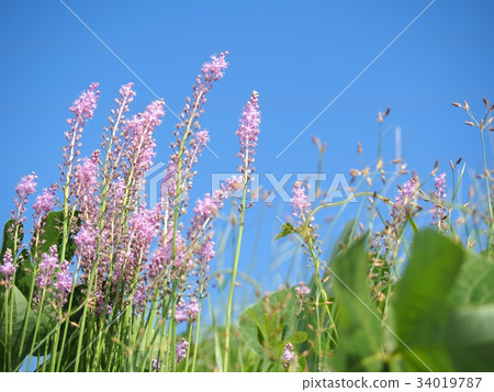 Tsurubo在藍天中閃耀 34019787