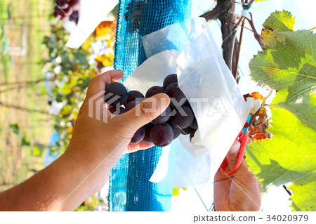 Grape picking Grape picking 34020979