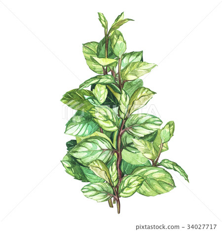 Botanical drawing of a oregano. Watercolor Botanical drawing of a oregano. Watercolor 34027717