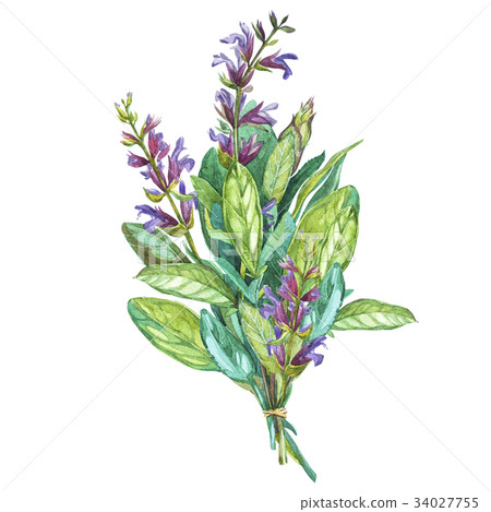 Botanical drawing of a Sage. Watercolor beautiful Botanical drawing of a Sage. Watercolor beautiful 34027755