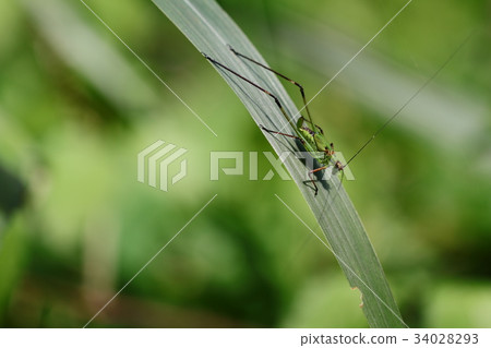 Asegrot Rumous 34028293