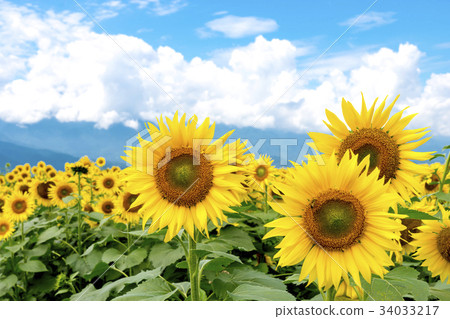 Yamanashi prefecture Akeno Sunflower Yamanashi prefecture Akeno Sunflower 34033217
