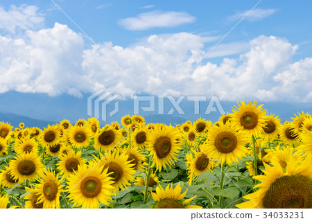 Yamanashi prefecture Akeno Sunflower Yamanashi prefecture Akeno Sunflower 34033231
