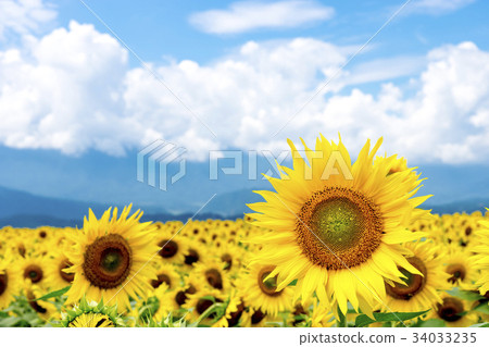 Yamanashi prefecture Akeno Sunflower Yamanashi prefecture Akeno Sunflower 34033235