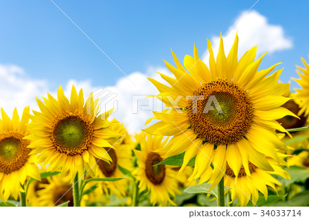Yamanashi prefecture Akeno Sunflower Yamanashi prefecture Akeno Sunflower 34033714