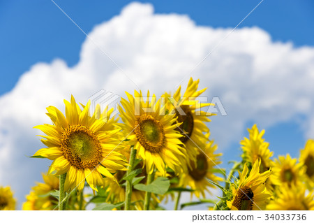 Yamanashi prefecture Akeno Sunflower Yamanashi prefecture Akeno Sunflower 34033736