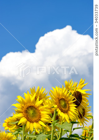 Yamanashi prefecture Akeno Sunflower Yamanashi prefecture Akeno Sunflower 34033739