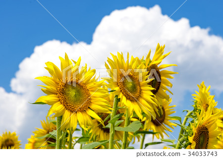 Yamanashi prefecture Akeno Sunflower Yamanashi prefecture Akeno Sunflower 34033743