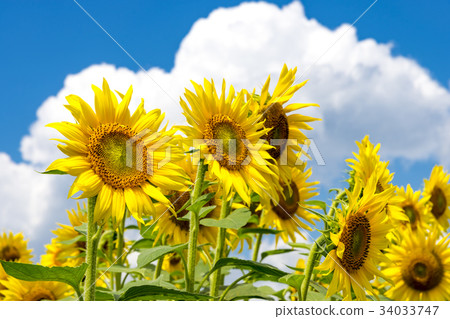 Yamanashi prefecture Akeno Sunflower Yamanashi prefecture Akeno Sunflower 34033747