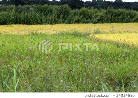 Autumn rice field Autumn rice field 34034686