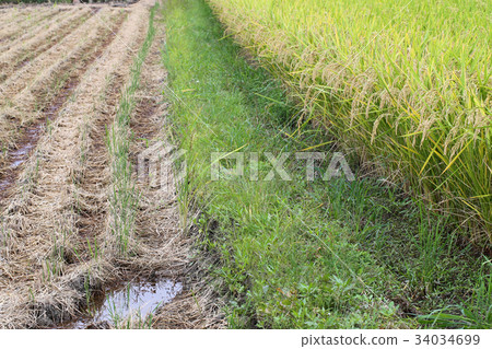 Autumn rice field Autumn rice field 34034699