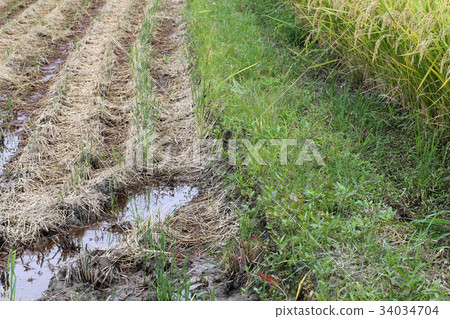 Autumn rice field 34034704