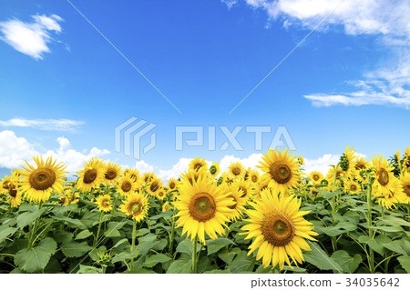 Sunflower and blue sky scenery (Akino Town, - Stock Photo