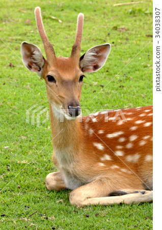Young deer Young deer 34038307
