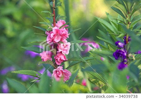 Hot dipper in the garden Hot dipper in the garden 34039738