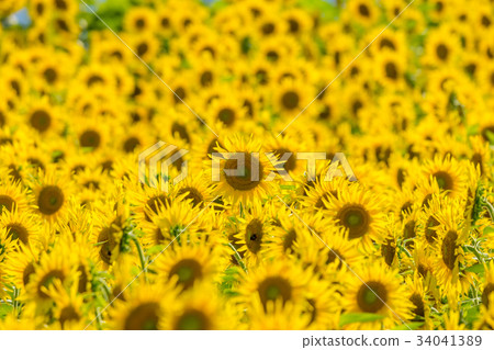Yamanashi prefecture Akeno Sunflower Yamanashi prefecture Akeno Sunflower 34041389