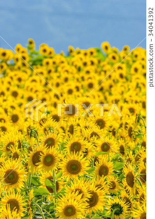 Yamanashi prefecture Akeno Sunflower Yamanashi prefecture Akeno Sunflower 34041392