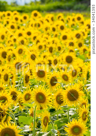 Yamanashi prefecture Akeno Sunflower 34041393