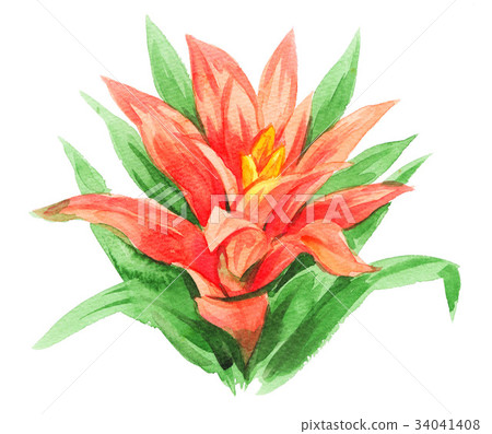 Guzmania 17912pix7 34041408