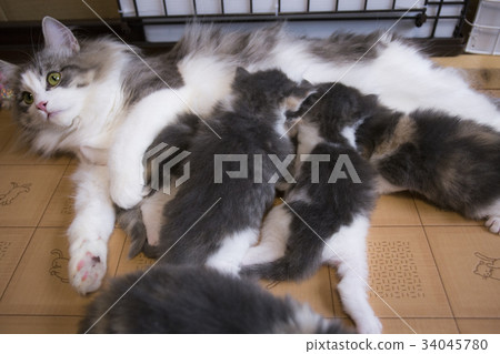 Cat parents Cat parents 34045780