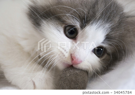 Kitten Norway Jean Forest Cat Kitten Norway Jean Forest Cat 34045784