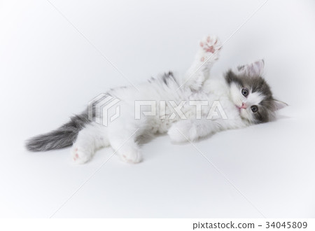 Kitten Norway Jean Forest Cat Kitten Norway Jean Forest Cat 34045809