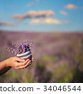 Small knitted basket with lavender in hands 34046544
