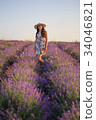 Romantic woman among blooming lavender 34046821