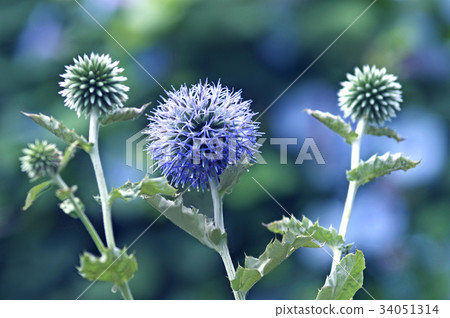 Ruritamaazami 34051314