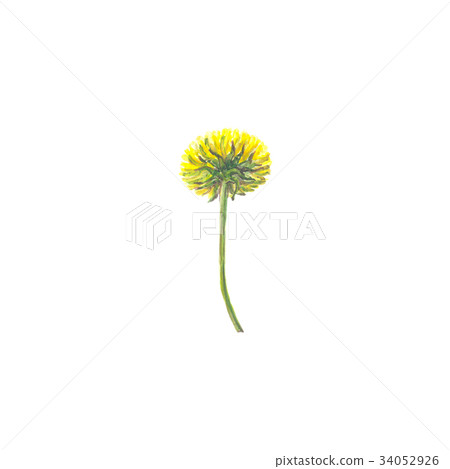 Bright watercolor flower with leaf isolated on Bright watercolor flower with leaf isolated on 34052926