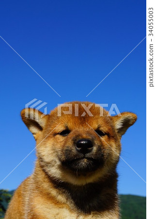 Shiba Inu baby Shiba Inu baby 34055003