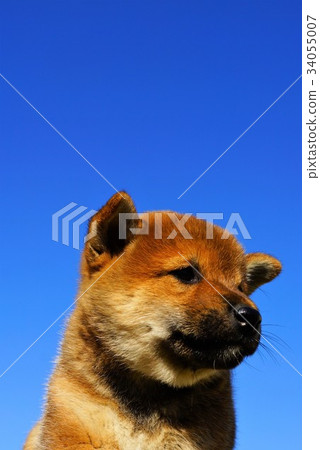Shiba Inu baby Shiba Inu baby 34055007