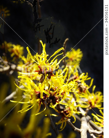 Early spring flowers of the moonlight in black background Copy space Early spring flowers of the moonlight in black background Copy space 34056131