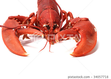 Breton lobster. 34057718