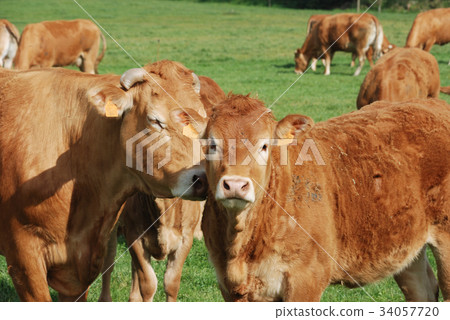 Cows in meadows Cows in meadows 34057720