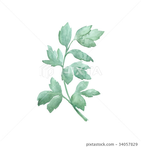 Bright watercolor leaf isolated on white 34057829