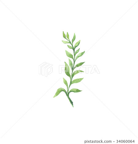 Bright watercolor leaf isolated on white Bright watercolor leaf isolated on white 34060064