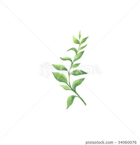 Bright watercolor leaf isolated on white 34060076