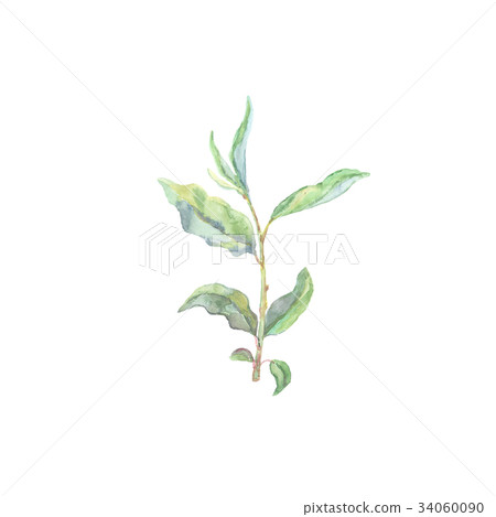 Bright watercolor leaf isolated on white 34060090