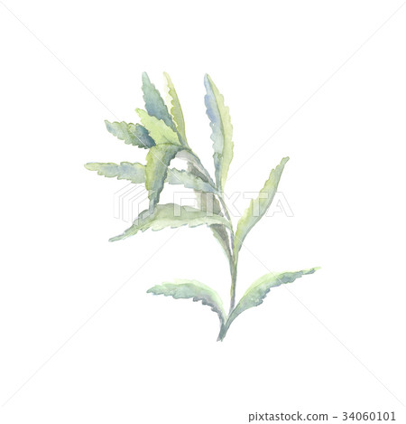 Bright watercolor leaf isolated on white Bright watercolor leaf isolated on white 34060101