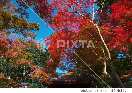 楓葉,楓樹 楓葉,楓樹 34063173