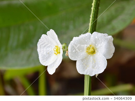 arrow head Amazon water flower blooming in park 34064309