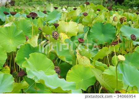 Hasuike Hachisu (Shinno Kokubunji Temple) 34066954