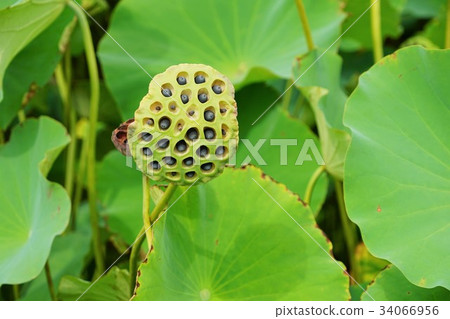 Hasuike Hachisu (Shinno Kokubunji Temple) Hasuike Hachisu (Shinno Kokubunji Temple) 34066956