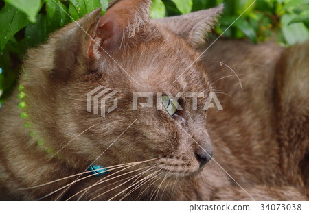 brown cat in garden brown cat in garden 34073038