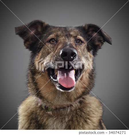 ginger funny dog - symbol of 2018, stuck out his 34074271