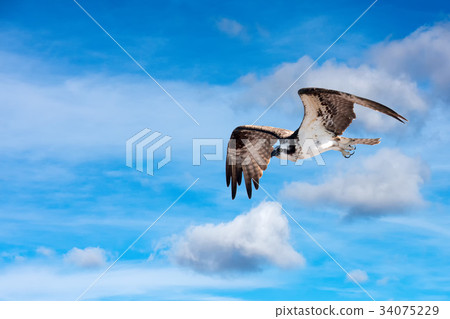 Osprey bird while flying 34075229