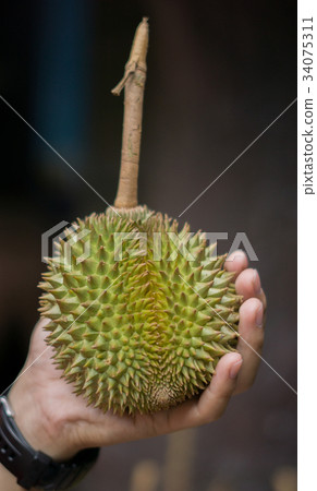 Cloes up fresh Puangmanee durian fruit in hand. 34075311
